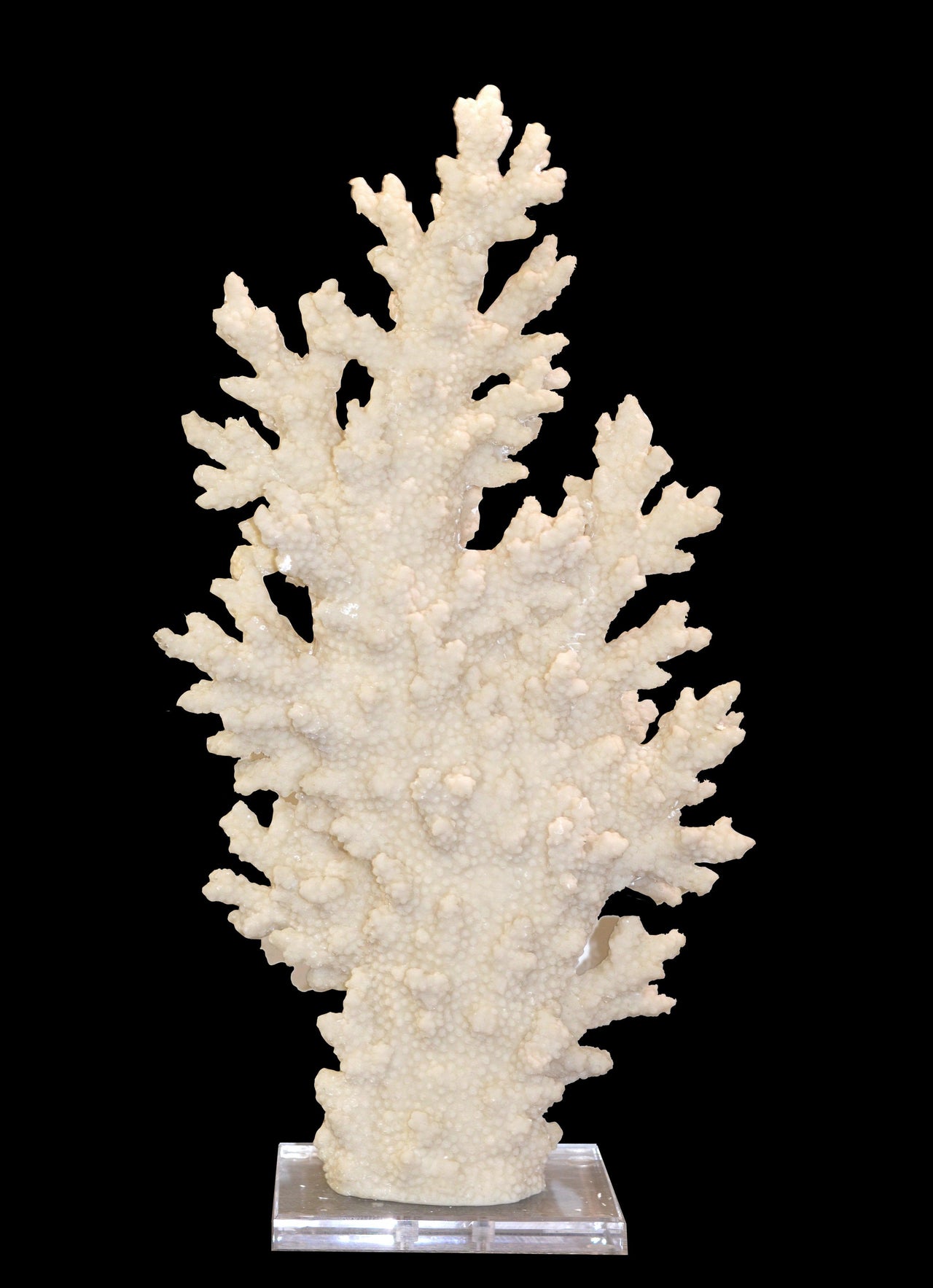 AFD White Coral with Acrylic Base Tall Décor AFD WHITE 