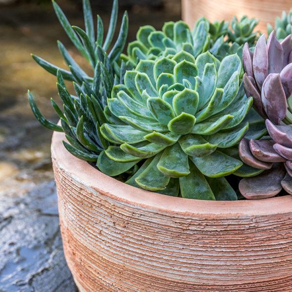 Campania International Sgraffito Planter Planter Campania International 