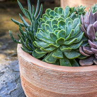 Thumbnail for Campania International Sgraffito Planter Planter Campania International 