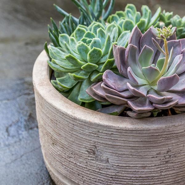 Campania International Sgraffito Planter Planter Campania International 